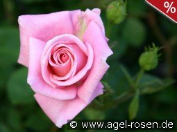 Inspiration - Agel Rose