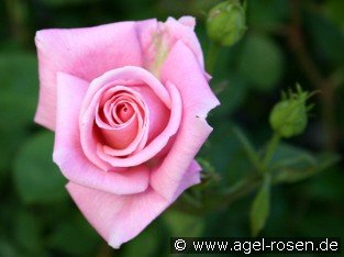 Inspiration - Agel Rose