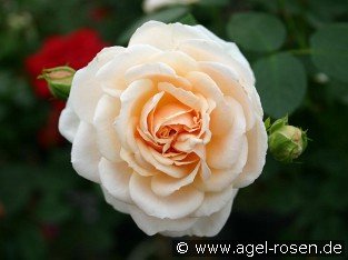 Isarperle