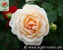 Isarperle kaufen, click for more details Isarperle