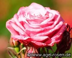 Jacaranda Flower Circus kaufen, click for more details Jacaranda Flower Circus