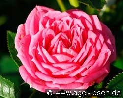 Jasmina Flower Circus kaufen, click for more details Jasmina Flower Circus