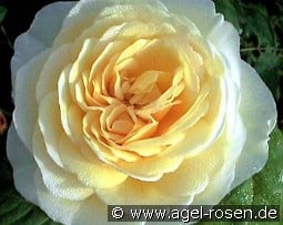 Joyce kaufen, click for more details Joyce