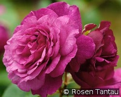 Kaffe Fasset Rose