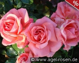 Kalinka syn Pink Wonder kaufen, click for more details Kalinka syn Pink Wonder