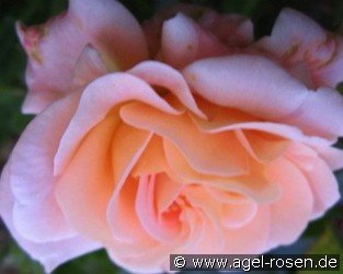 Kalmar - Castle Rose