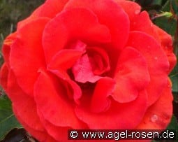 Kanegem kaufen, click for more details Kanegem