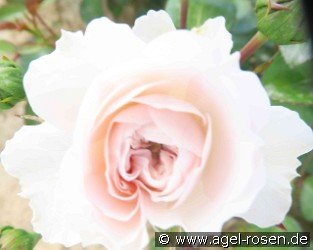 Karin-Traute-Rose