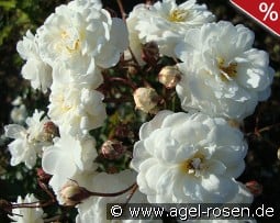 Katharina Zeimet kaufen, click for more details Katharina Zeimet