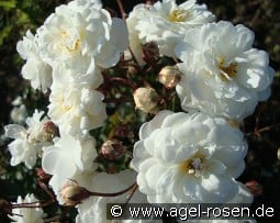 Katharina Zeimet kaufen, click for more details Katharina Zeimet