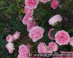 Kimono kaufen, click for more details Kimono