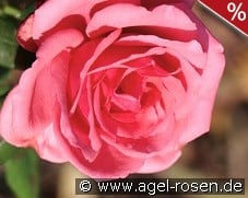 Koralle kaufen, click for more details Koralle