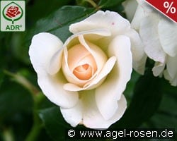 Kosmos kaufen, click for more details Kosmos