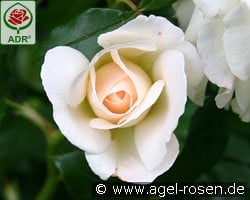 Kosmos kaufen, click for more details Kosmos