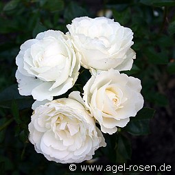 Kristall kaufen, click for more details Kristall