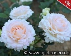 La Sauvagine Terre et Passion kaufen, click for more details La Sauvagine Terre et Passion