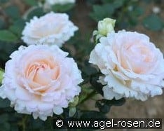 La Sauvagine Terre et Passion kaufen, click for more details La Sauvagine Terre et Passion