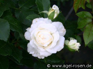 Lady Romantica