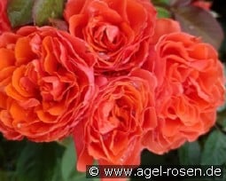 Lady of Belgrad kaufen, click for more details Lady of Belgrad