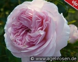 Larissa Flower Circus kaufen, click for more details Larissa Flower Circus