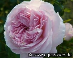Larissa Flower Circus kaufen, click for more details Larissa Flower Circus