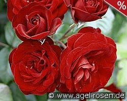 Lavaglut kaufen, click for more details Lavaglut