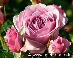 Lavender Flower Circus kaufen, click for more details Lavender Flower Circus