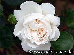 Ledreborg kaufen, click for more details Ledreborg