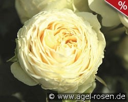 Lemon Rokoko kaufen, click for more details Lemon Rokoko