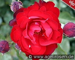 Lilli Marleen kaufen, click for more details Lilli Marleen
