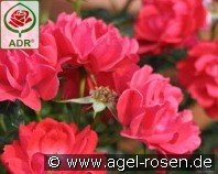 Limesglut kaufen, click for more details Limesglut