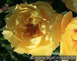 Limesgold kaufen, click for more details Limesgold