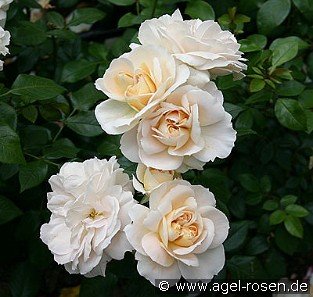 Lions-Rose