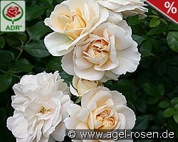 Lions-Rose kaufen, click for more details Lions-Rose