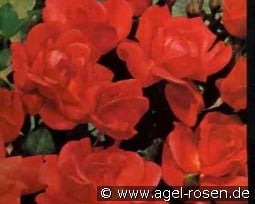 Little Devil syn Diablotin kaufen, click for more details Little Devil syn Diablotin