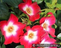 Loki kaufen, click for more details Loki