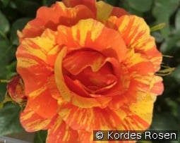 Lollipop kaufen, click for more details Lollipop