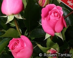 Love Letter kaufen, click for more details Love Letter