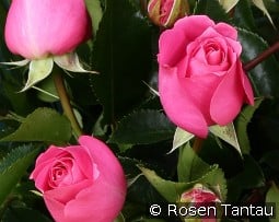 Love Letter kaufen, click for more details Love Letter