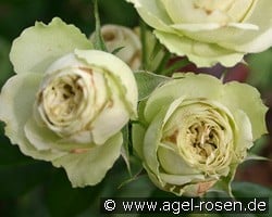 Lovely Green kaufen, click for more details Lovely Green