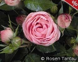 Lovely Rokoko kaufen, click for more details Lovely Rokoko