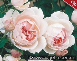 Madame Figaro kaufen, click for more details Madame Figaro