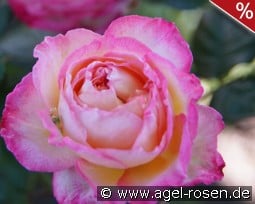 Madame de Stael kaufen, click for more details Madame de Stael