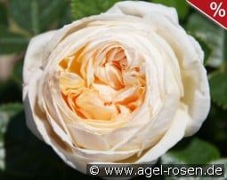 Madeleine Fayet kaufen, click for more details Madeleine Fayet