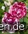 Magdas Rose