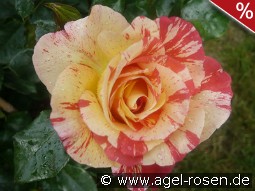 Malerrose 'Alfred Sisley'