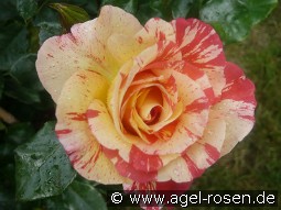 Malerrose 'Alfred Sisley'