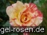Buy Malerrose 'Alfred Sisley'