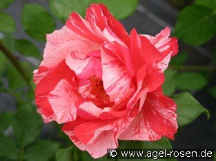 Malerrose 'Grimaldi'