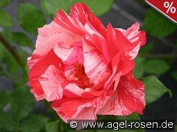 Malerrose 'Grimaldi'